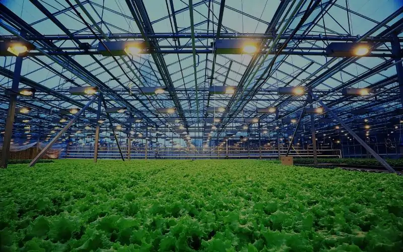 Kegiatan dan komoditas agri-bisnis